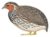 Stubble Quail Illustration