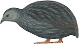 Brown Quail Illustration