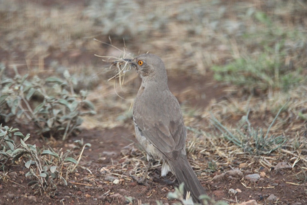 Curve-billed Thrasher - Christopher Pipes