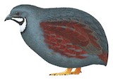 Blue Quail Illustration