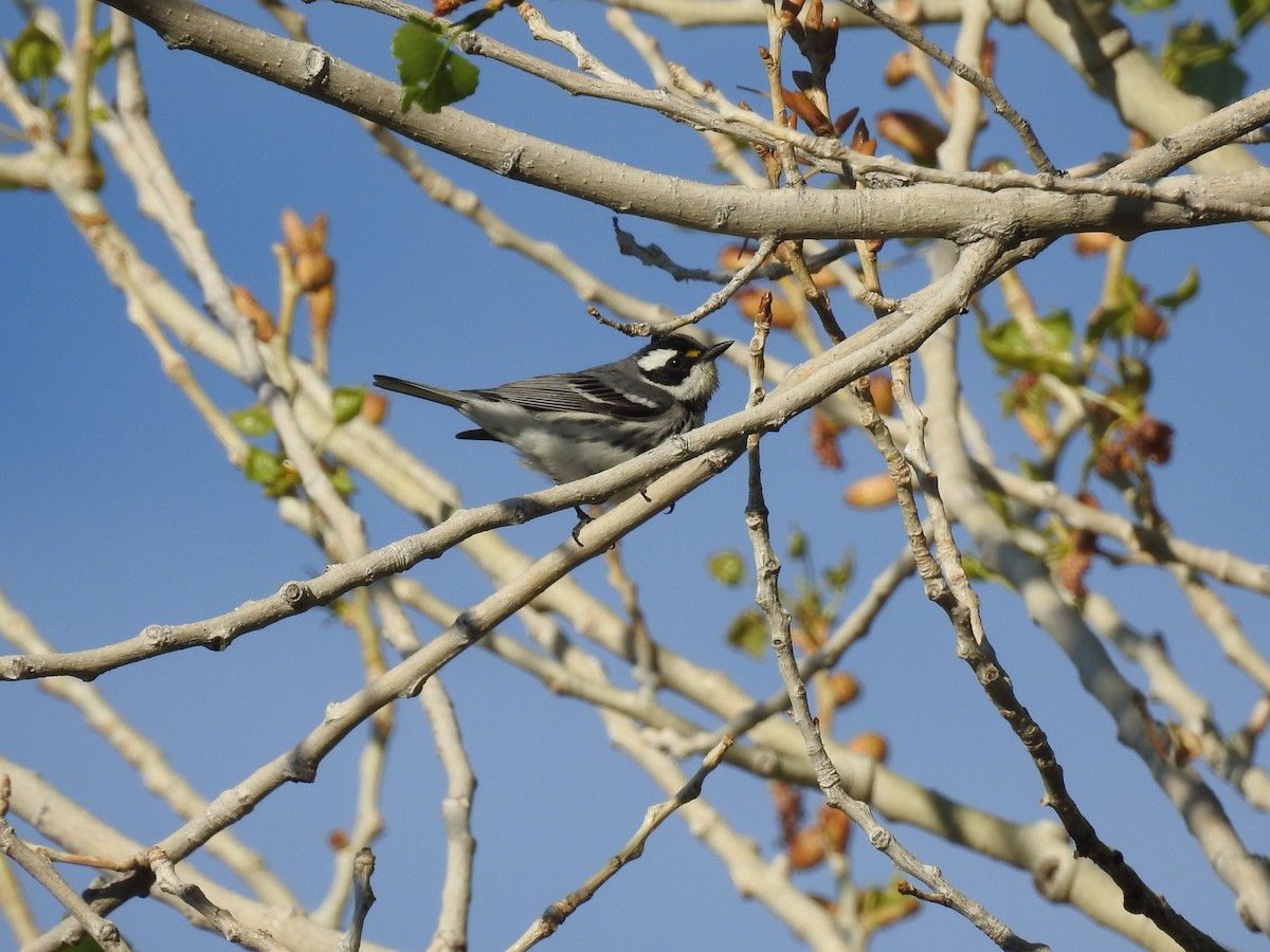 Black-throated Gray Warbler - Whitney Tsai