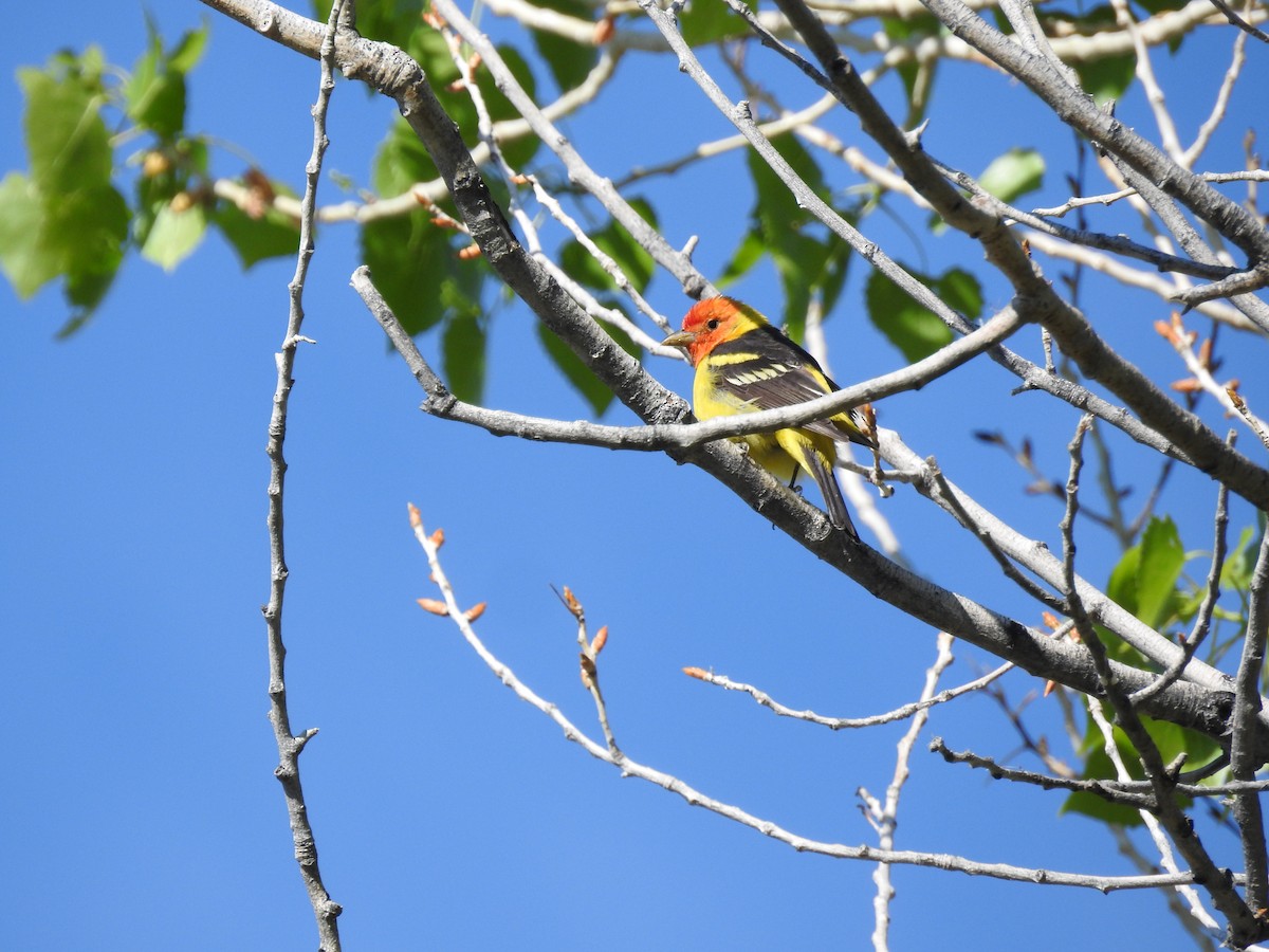 Western Tanager - ML153394671