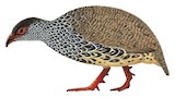 Harwood's Spurfowl Illustration