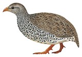 Natal Spurfowl Illustration