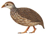 Ahanta Spurfowl Illustration