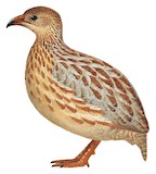 Grey-striped Spurfowl Illustration