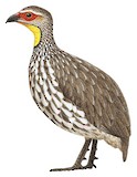 Yellow-necked Spurfowl Illustration