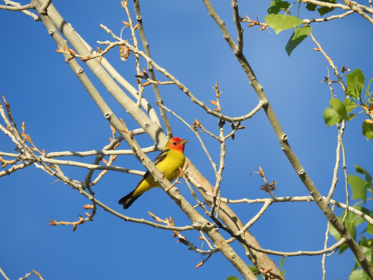 Western Tanager - ML153395311