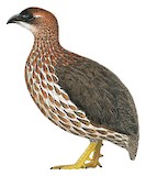 Djibouti Spurfowl Illustration