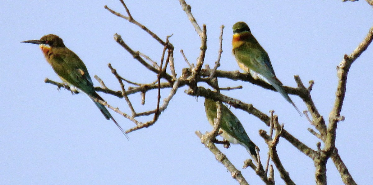 Blue-tailed Bee-eater - ML153395471