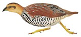 Schlegel's Francolin Illustration