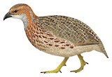 Grey-winged Francolin Illustration