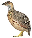 Moorland Francolin Illustration