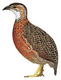 Elgon Francolin Illustration