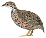 Shelley's Francolin Illustration