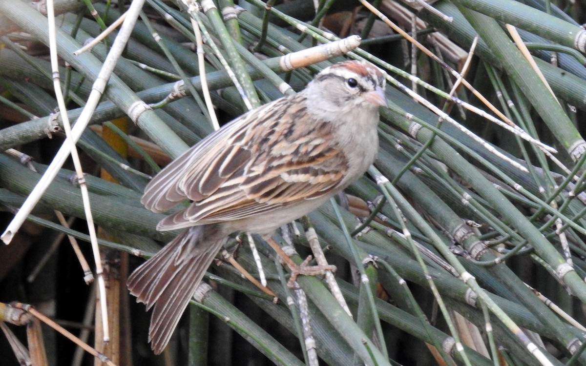 Chipping Sparrow - ML153396091