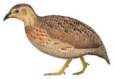 Whyte's Francolin Illustration