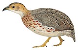 Orange River Francolin Illustration