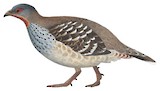 Verreaux's Monal-Partridge Illustration