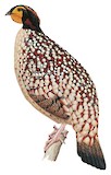 Cabot's Tragopan Illustration