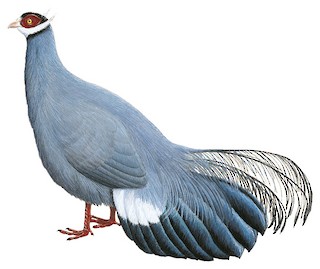 A) Blue Eared Pheasant-Natural Blue – FeathersMC