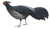 Kalij Pheasant Illustration