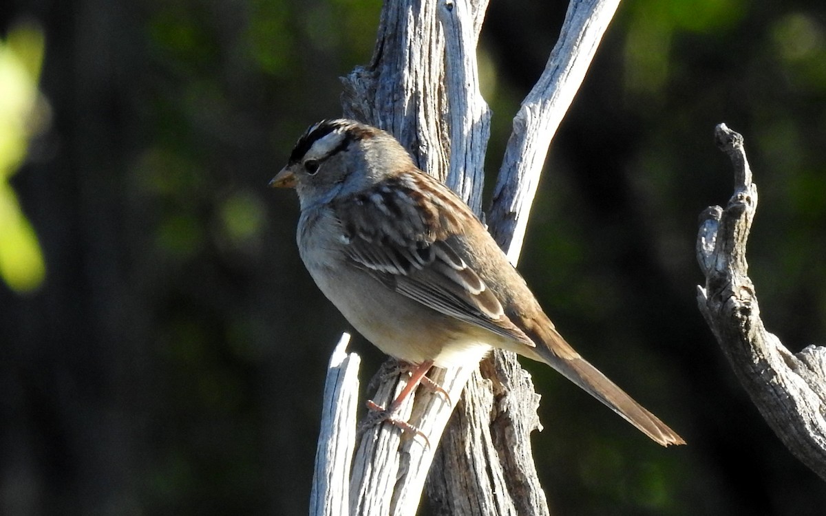 White-crowned Sparrow - ML153397681