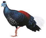 Malayan Crested Fireback Illustration