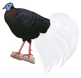 Bulwer's Pheasant Illustration