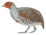 Grey Partridge Illustration