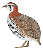 Tibetan Partridge Illustration