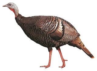 Wild Turkey Identification, All About Birds, Cornell Lab of