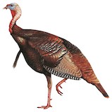 Wild Turkey Illustration