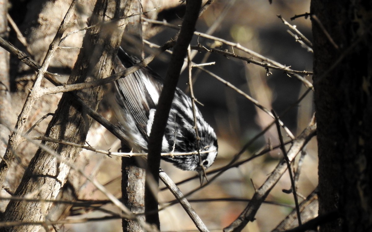 Black-and-white Warbler - ML153398041