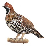 Chinese Grouse Illustration