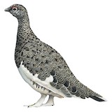 Rock Ptarmigan Illustration