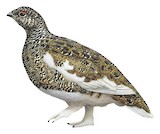 White-tailed Ptarmigan Illustration