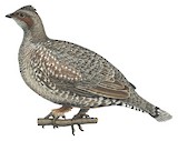 Dusky Grouse Illustration