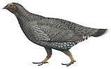 Sooty Grouse Illustration