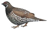 Siberian Grouse Illustration