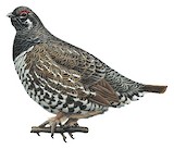 Spruce Grouse Illustration