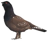 Black-billed Capercaillie Illustration