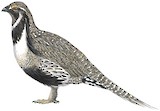 Gunnison Grouse Illustration