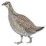 Lesser Prairie Chicken Illustration