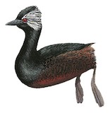 White-tufted Grebe Illustration