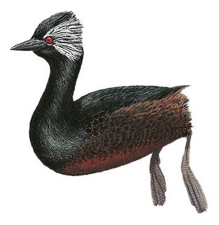 Podicipedidae - Grebes - Birds of the World