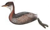 Titicaca Grebe Illustration