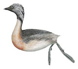 Hoary-headed Grebe Illustration