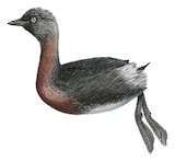 New Zealand Grebe Illustration