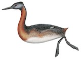 Great Grebe Illustration